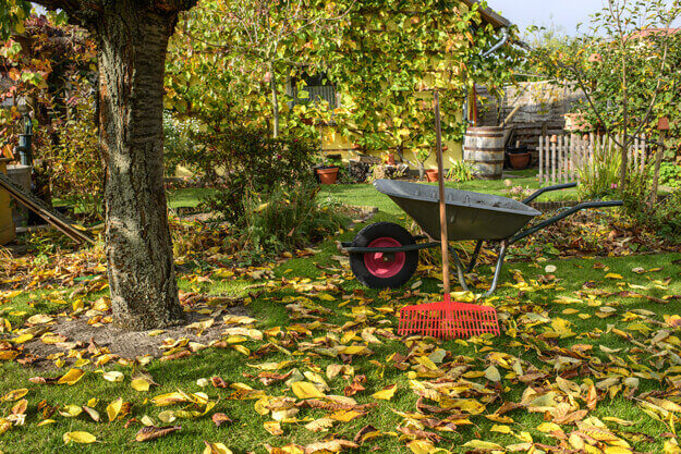 Herbstlicher Garten mit Laub auf dem Rasen, Schubkarre und Laubrechen